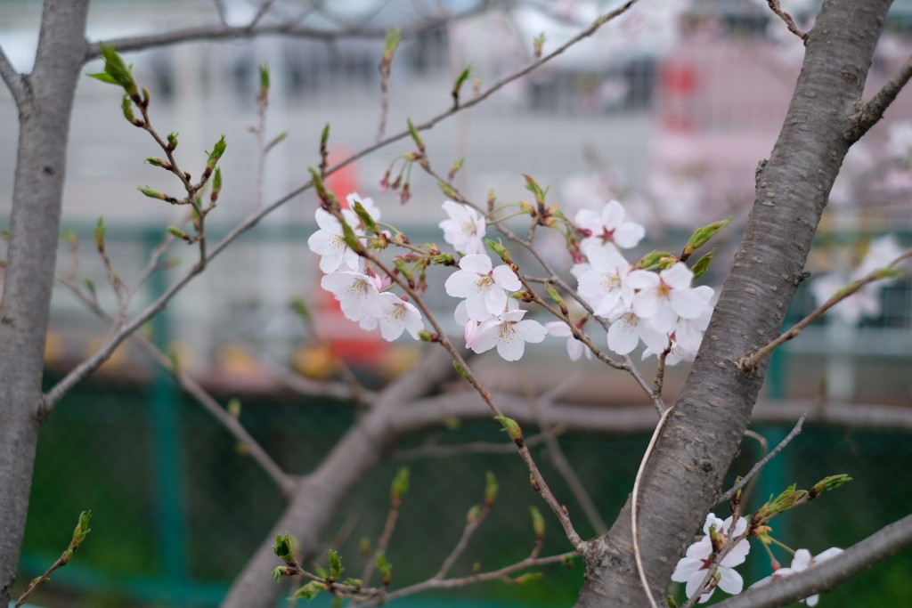 散歩中に撮った桜