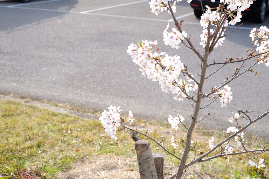 散歩中に撮った桜